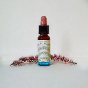 WILD ROSE