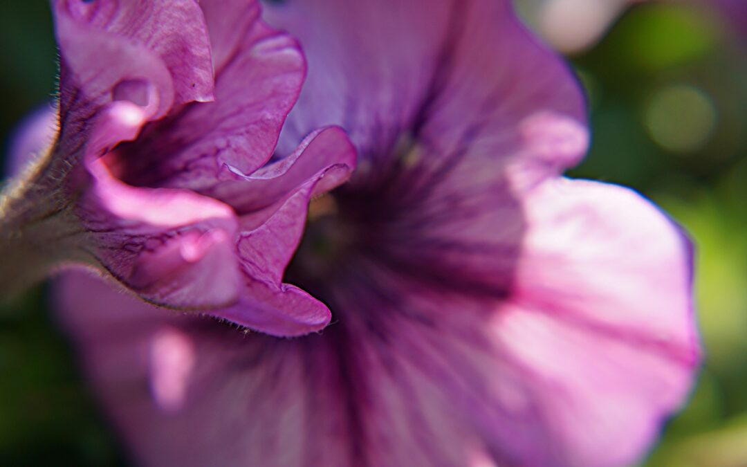 Erbe officinali, tisana o decotto?